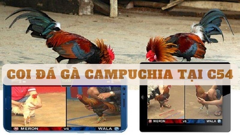 coi-da-ga-campuchia